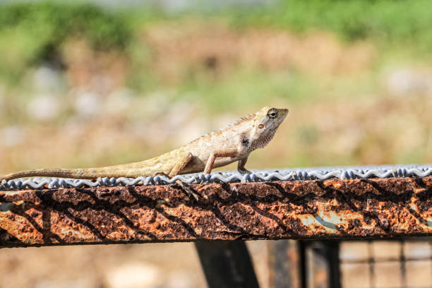istock Chameleon in roadside in Thailand. 1495186733
