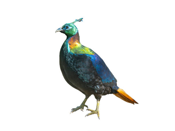 istock Himalayan or Impeyan monal (Lophophorus impejanus) isolated on white background 1495188153