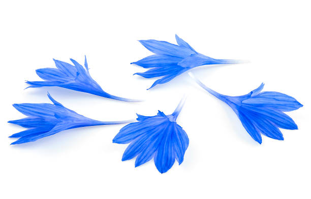 istock Blue cornflower petals isolated on a white background. Bachelor button flower petals. Floral set. 1495189043