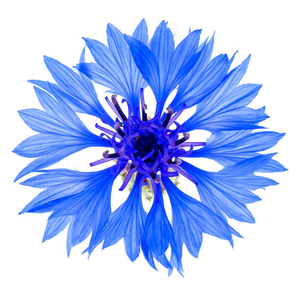 istock Blue cornflower flower isolated on a white background, macro. Blue cornflower herb or bachelor button flower. 1495189045
