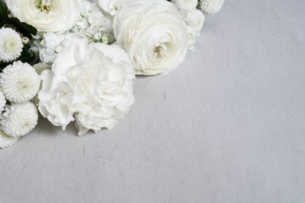 istock White flowers on light gray background with copy space. Template for text 1495189847