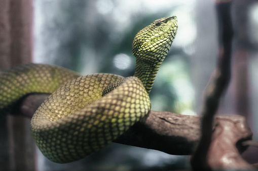 Green snake sitting on a tree