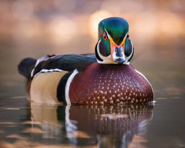 istock Mature Wood duck drake in pond 1495190440