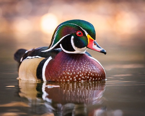 Mature Wood duck drake in pond