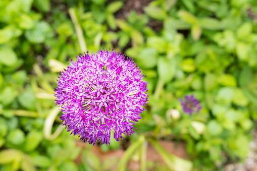 A flower head of an Allium Hollandicum Purple Sensation in a demestic garden border, these tall structured plants start to flower after the tulips in mid-May.