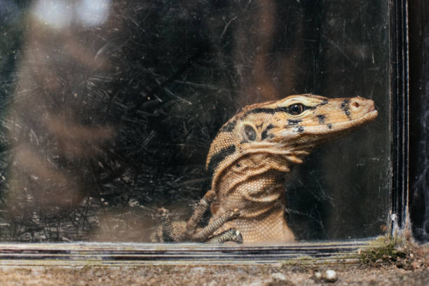 istock Sad lizard behind glass in the zoo 1495191538