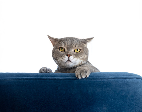 Funny grey home cat with big green eyes sits on a yellow chair indoor.