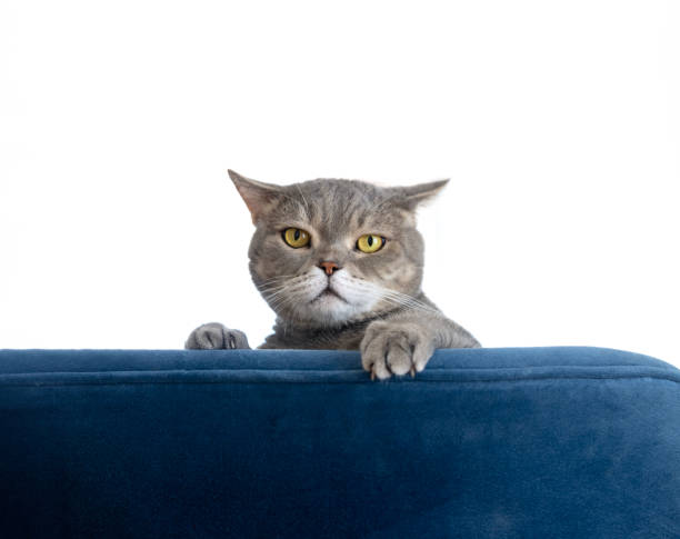 British shorthair cat looks curiously over the seat stock photo