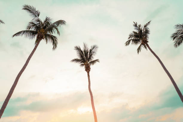 istock Tropical palm coconut trees on sunset sky flare. 1495191855