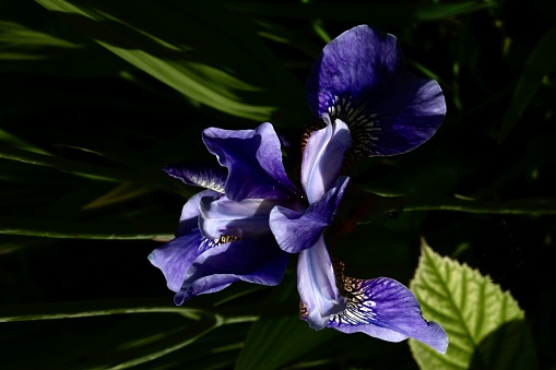Lot of Irises. Violet Iris flowers are growing in garden. Iridaceae. A plant with impressive flowers, garden decoration. Flowers of Siberian Iris wetted by rain. Background from violet flowers