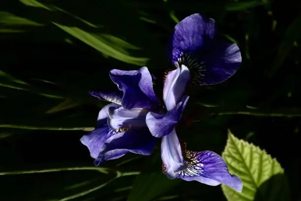 Abstract of the purple flower of a Siberian iris plant