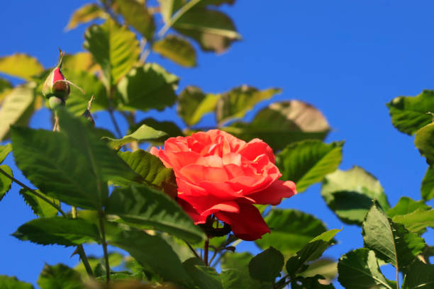 Beautiful rose in summer garden