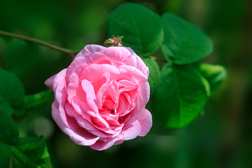 Beautiful rose in summer garden