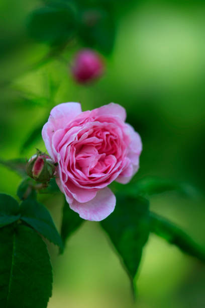 istock Beautiful rose in summer garden 1495192660
