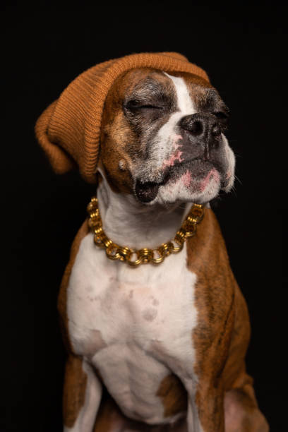 Pepper the Boxer Pepper is a Boxer breed who volunteers as a reading assistant to kids in her spare time.  She is a show dog who loves being photographed gangster rap stock pictures, royalty-free photos & images