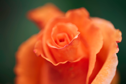 Orange rose focused in good photography section. The rose in the garden grows under the sun's rays. Flowers in the garden with buds.