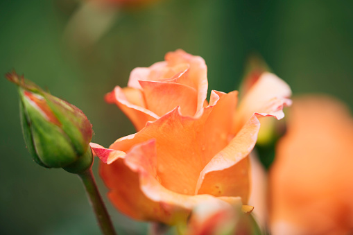 English Rosa Princess Anne David Austin Rose Bush in summer cottage garden.