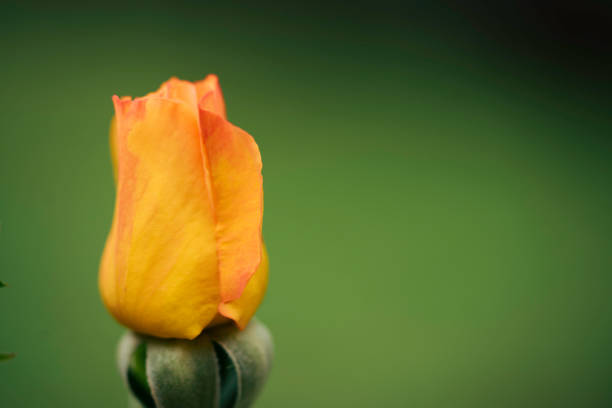 Bud of Rosa Buff Beauty, an apricot Hybrid musk rose cultivar, blurry background from green leaves with copy space, selected focus, narrow depth of field