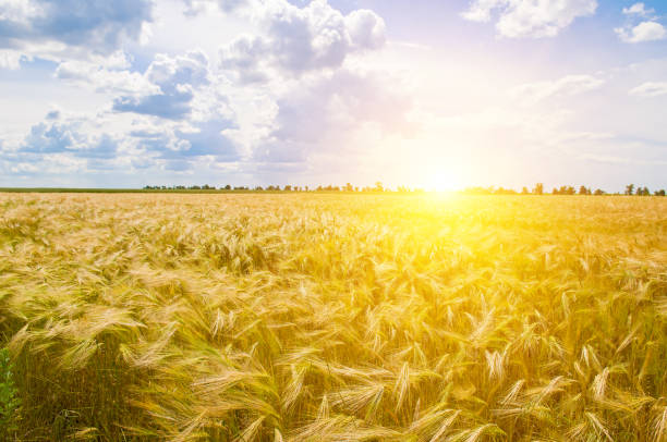 istock A field with ripe wheat and a bright sun over the horizon. 1495196301
