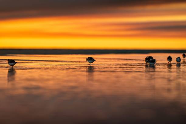 пять птиц, стоящих у кромки воды в линию - waters edge lake beach tree стоковые фото и изображения