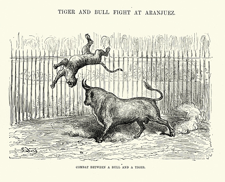 Vintage illustration by Gustave Dore, Fight between a bull and a tiger, Aranjuez, Madrid, Spain, Spanish 19th Century History