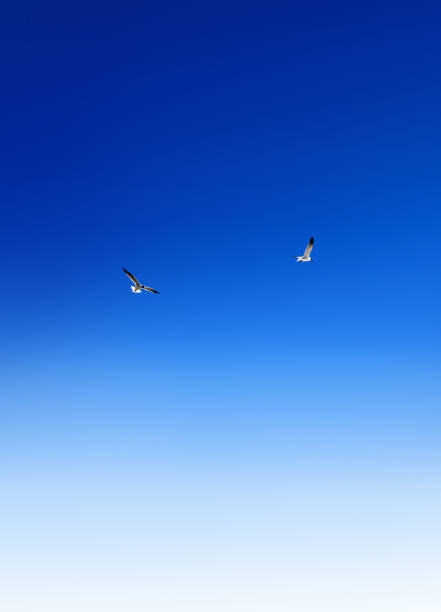 istock Two birds flying over clear sunny blue sky 1495199403