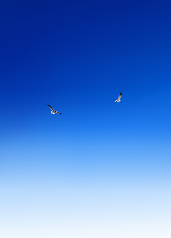 Black-headed seagulls flying over sky