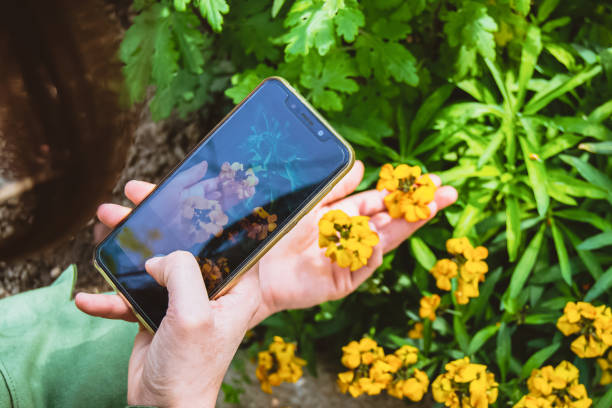 istock Photographing flowers 1495202289