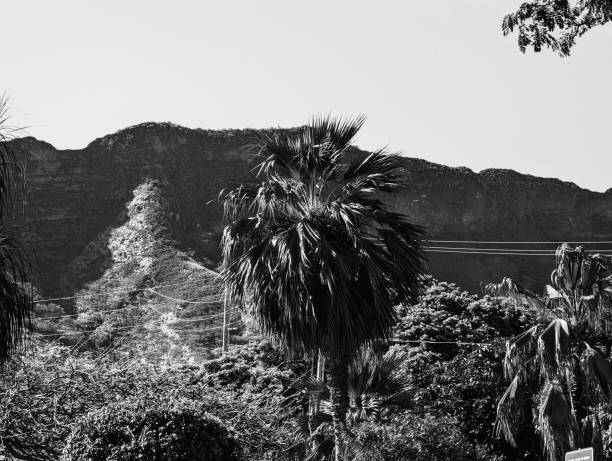 Coconut palm trees with an unrecognizable person climbing one of them. He is picking coconuts. Location: Weligama, Sri Lanka.