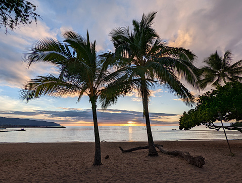 A picturesque scene unfolds as a couple of majestic coconut palm trees grace the sandy beach, casting their silhouettes against the vibrant hues of the sunset at Waialua Bay on the breathtaking island of Oahu, Hawaii.