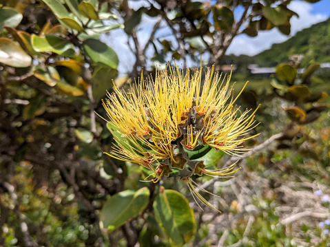 Close-up of Yellow Ohi'a Flower in bloom on branch of tree.