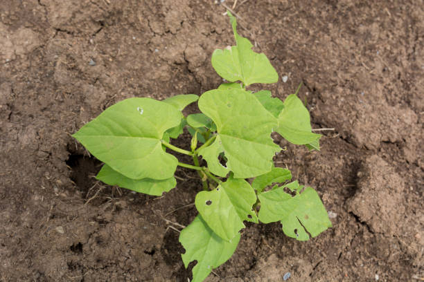 istock Resilient bean plant overcomes pest challenges on a sunny spring day 1495203580