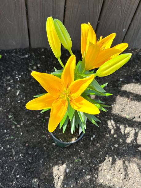 istock Yellow Lily Plant 1495204258