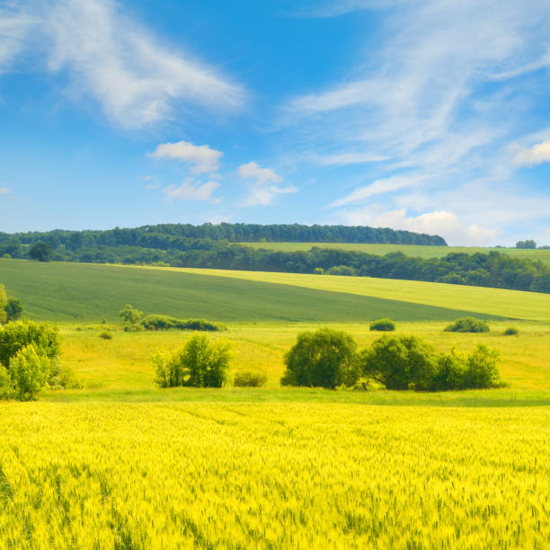 istock Golden wheat field and blue sky with clouds. 1495205248