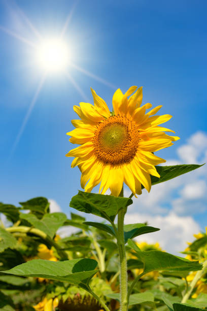 istock Sunflower flower against blue sky 1495205277