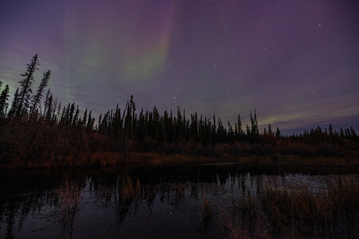 Green purple sky aurora borealis seen in northern Canada with spruce tree, pine trees boreal forest with stars shining bright. Wallpaper, background, desktop view