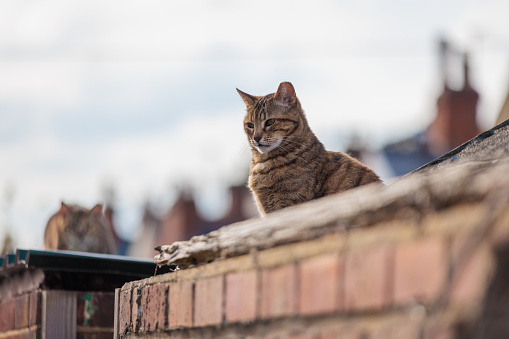 Close Up Cat on the roof of the house