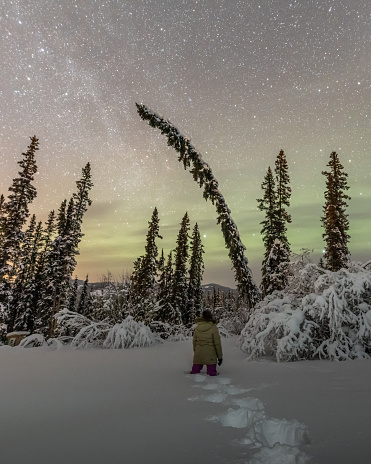 Incredible aurora borealis scene in northern Canada during stunning winter night with starry, milky way sky, pine, spruce trees silhouette in magnificent, beautiful wallpaper, background, desktop. One person, woman standing knee deep in snow covered landscape.