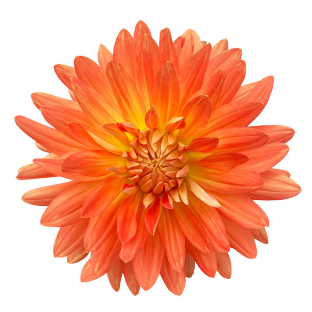 Orange and Yellow Dahlia Isolated Macro Closeup on White Background A manually isolated single dahlia on white background. Shot close up at macro level. orange flowers stock pictures, royalty-free photos & images