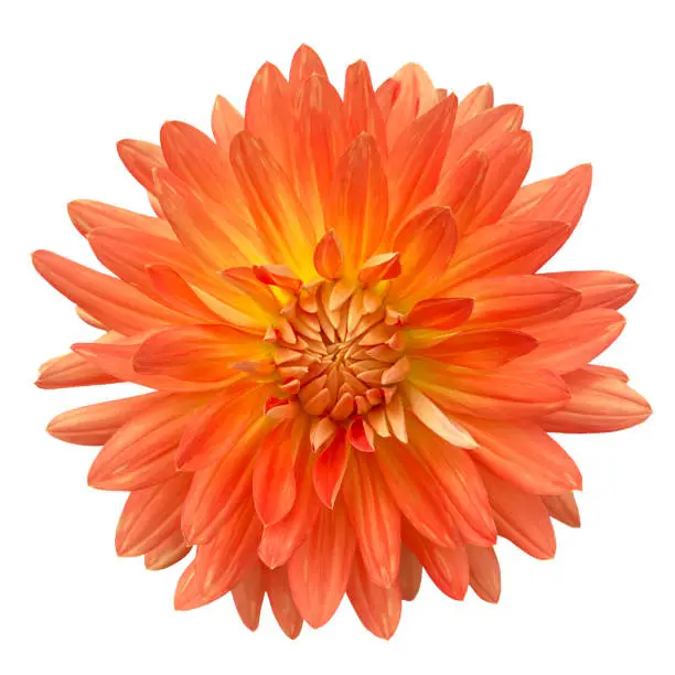 Photo of Orange and Yellow Dahlia Isolated Macro Closeup on White Background