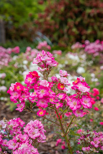 istock American Pillar - Purple Flowers 1495207960