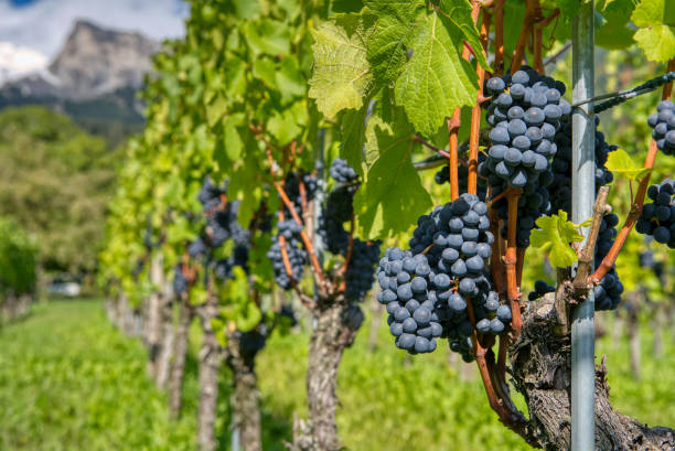 Lush wine grapes clusters hanging on the vine stock photo