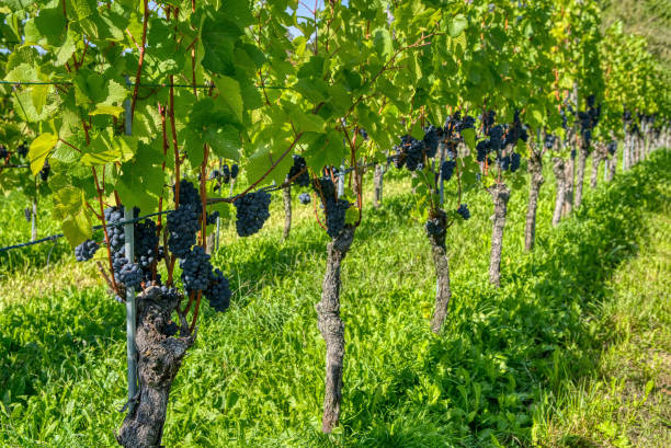 istock Lush wine grapes clusters hanging on the vine 1495208010