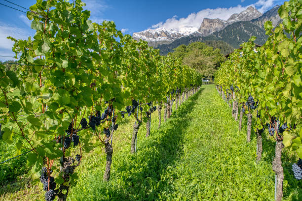 Vineyards and winery. View of the vineyards of the Maienfeld region in Switzerland stock photo