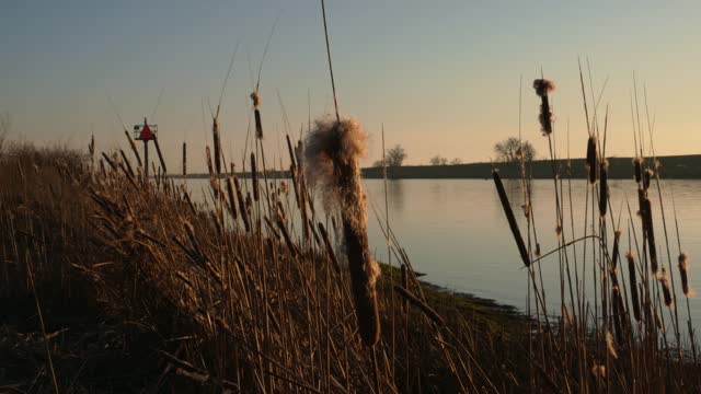 Closeup of vibrating Cattail grass next to levee by the river at sunset