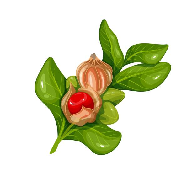 ashwagandha-zweig mit grünen blättern und roten beeren - ginseng leaf berry nature stock-grafiken, -clipart, -cartoons und -symbole