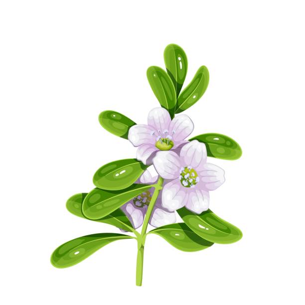 Bacopa Branch With Green Leaves and Flowers Bacopa branch with green leaves and flowers vector illustration. Cartoon isolated Bacopa monnieri nootropic plant, herb ingredient in traditional Ayurveda medicine, water hyssop, waterhyssop or brahmi nootropic stock illustrations