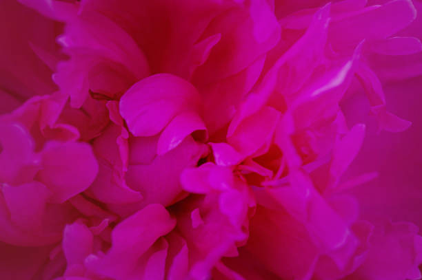 The flower is pink as a background. Peony petals macro photo. stock photo