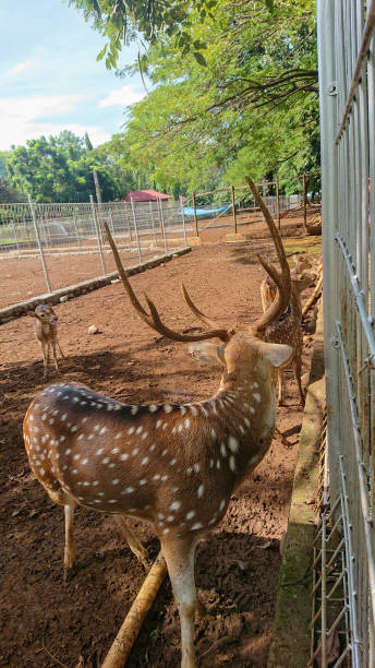 istock Graceful Spotted Deer: Enchantment Within the Enclosure 1495214614