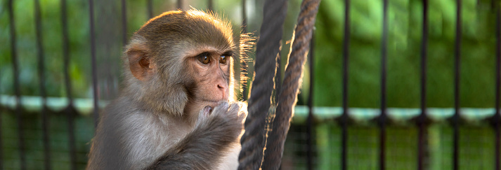 A little monkey is sitting in a cage and watching